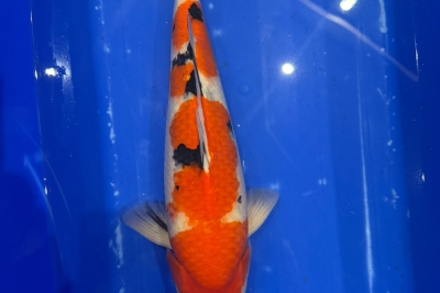 SANKE Sakai fish farm